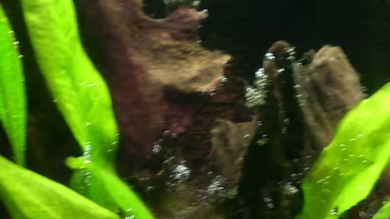 Wurzel im Detail 2 von @quarium Cologne (54)