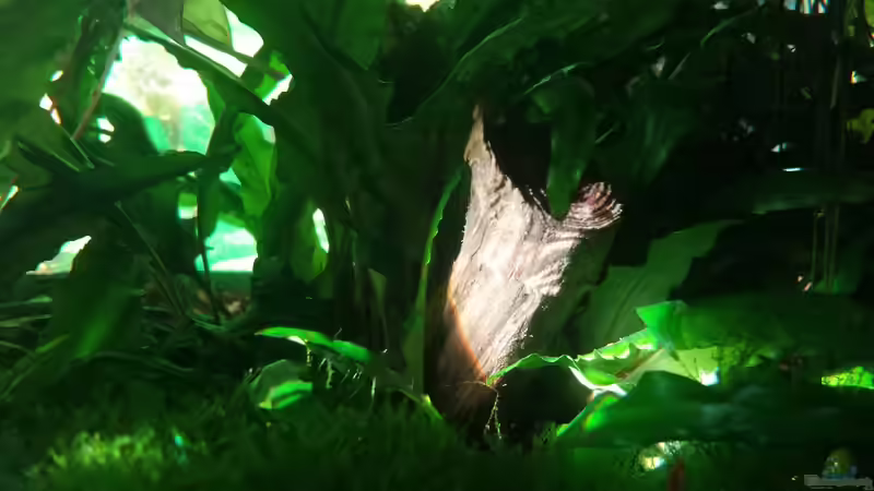 Wurzel im Sonnenlicht von JohnnyWishbone (21)