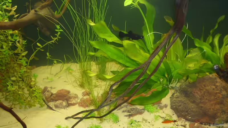 Wurzel im Vordergrund von Stefan E. (13)