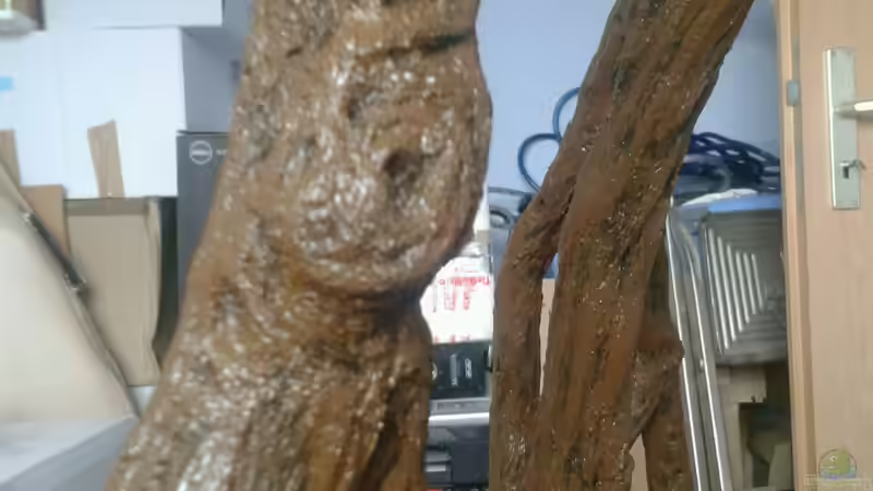 Wurzel in der Herstellung von Pirarucu (12)