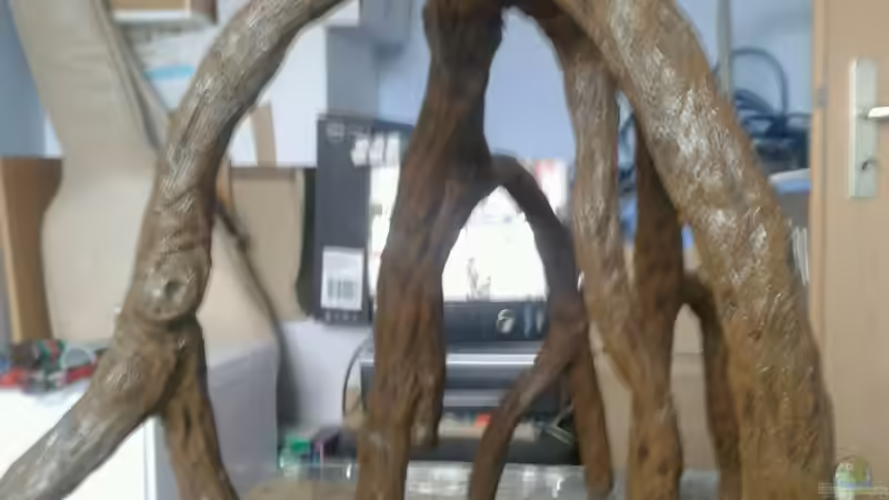 Wurzel in der Herstellung von Pirarucu (15)