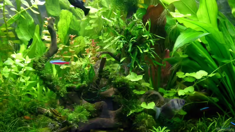 Wurzel in der Mitte - März 2011 von Volkmar1 (7)