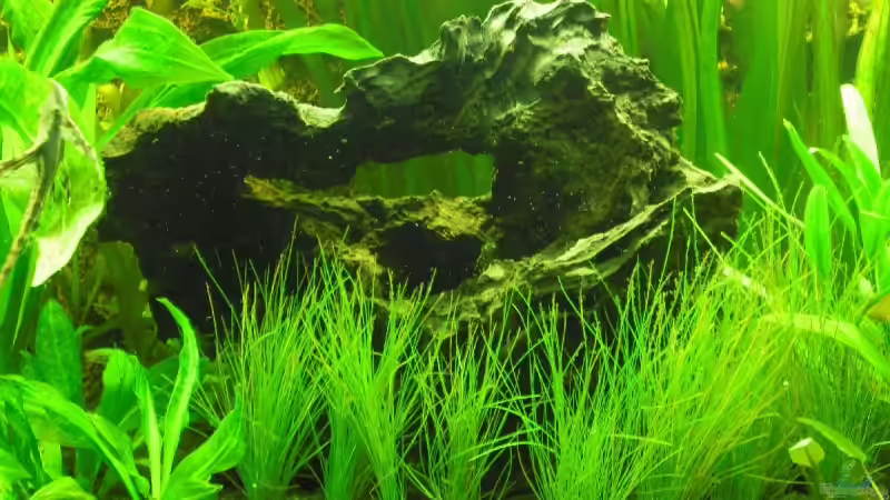 Wurzel in der mitte von Becke (8)