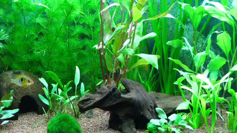 Wurzel in der mitte von matze81 (16)