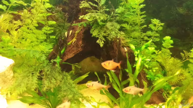 Wurzel in der Mitte von WittaMine (3)