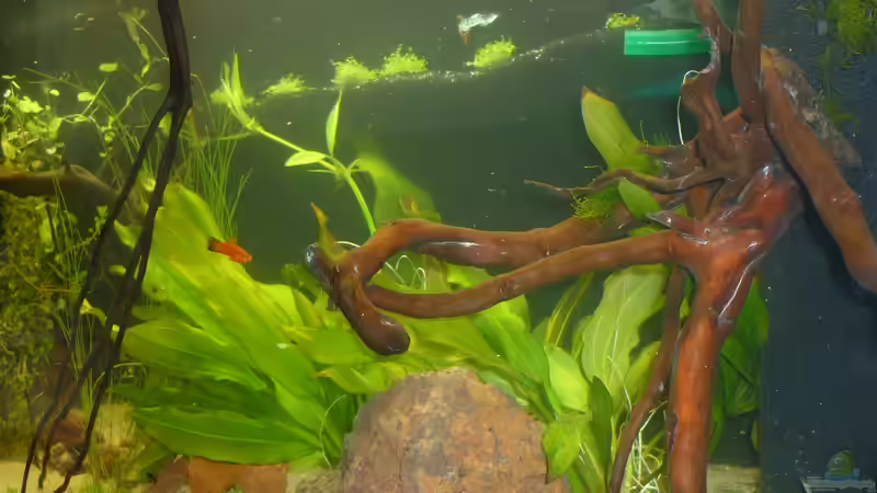 Wurzel in der rechten vorderen Ecke von Stefan E. (12)