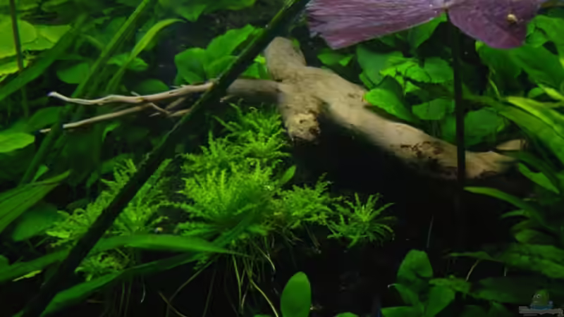 Wurzel in der Rückwand von condor (11)