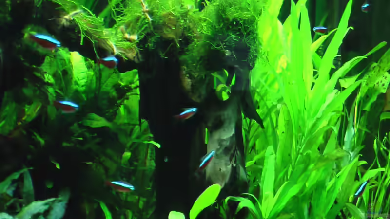 Wurzel Javamoos aufgebunden von DennisTheMenis (7)