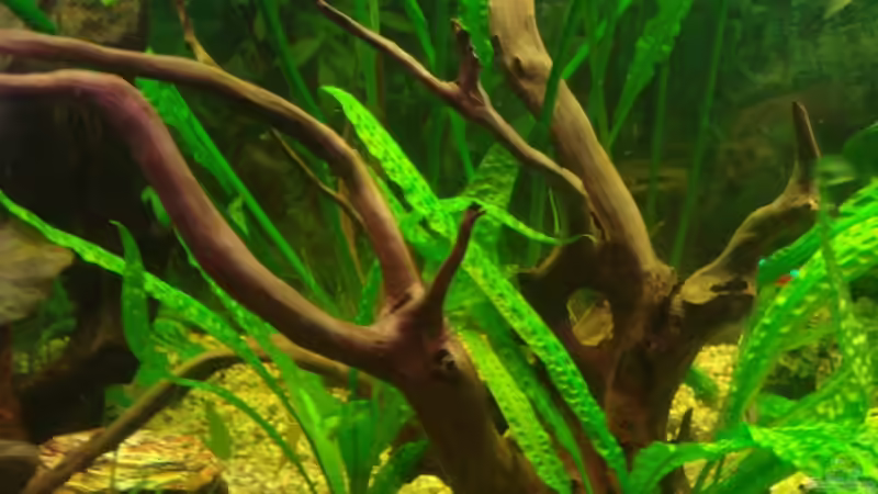 Wurzel,klein von Korbi (21)