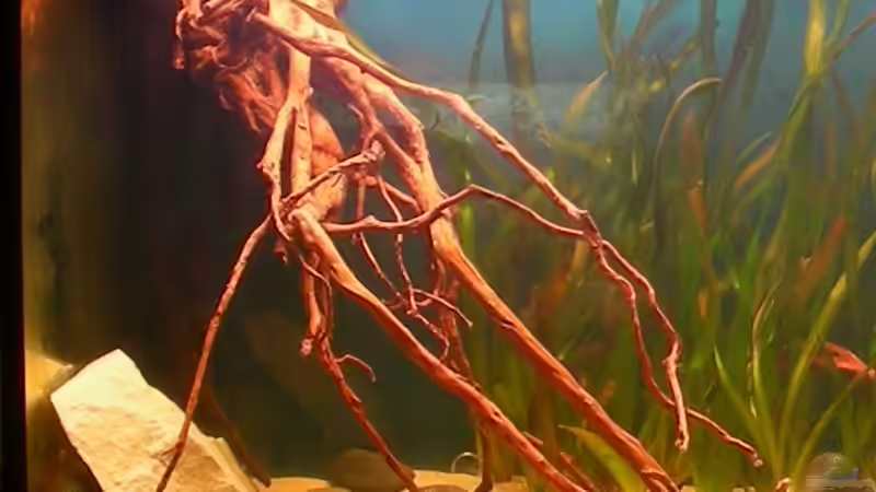 Wurzel linke Becken-Hälfte von Marvin Severin (5)