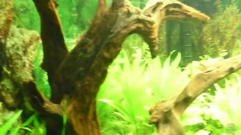 Wurzel links 01 von mihä (16)