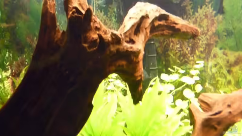 Wurzel links 02 von mihä (17)