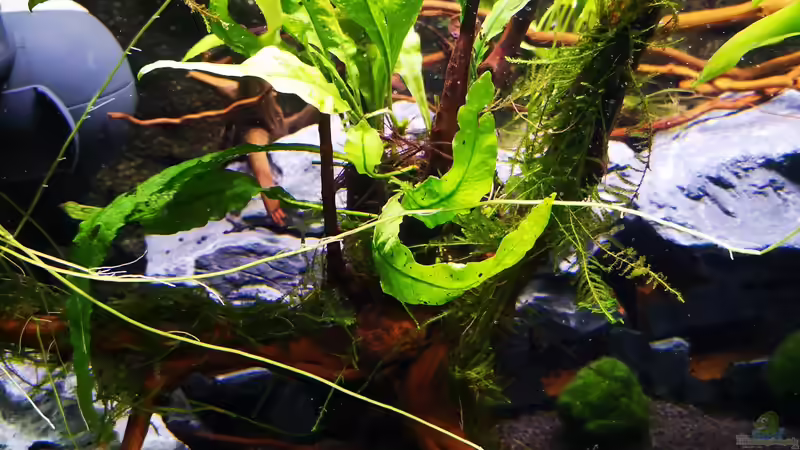 Wurzel links bepflanzt von Mark H. (33)