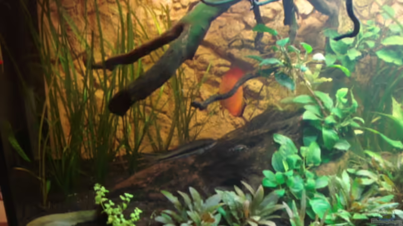 Wurzel links im Becken von matze70 (26)