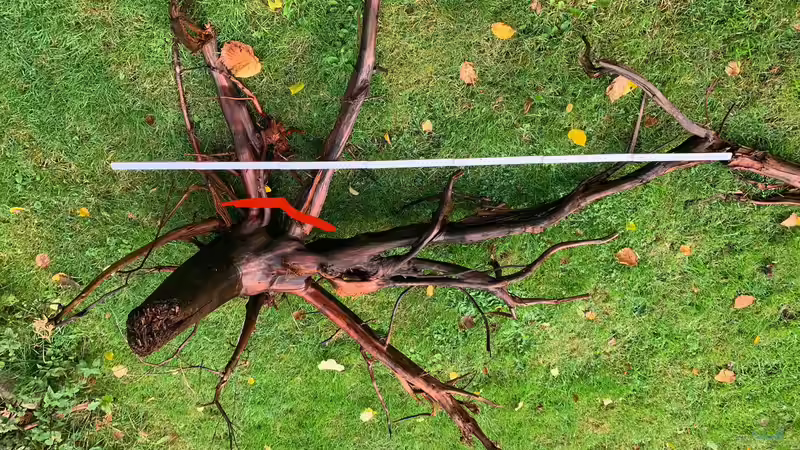 Wurzel links mit Markierung der Schnitte  von Jonas B. (22)