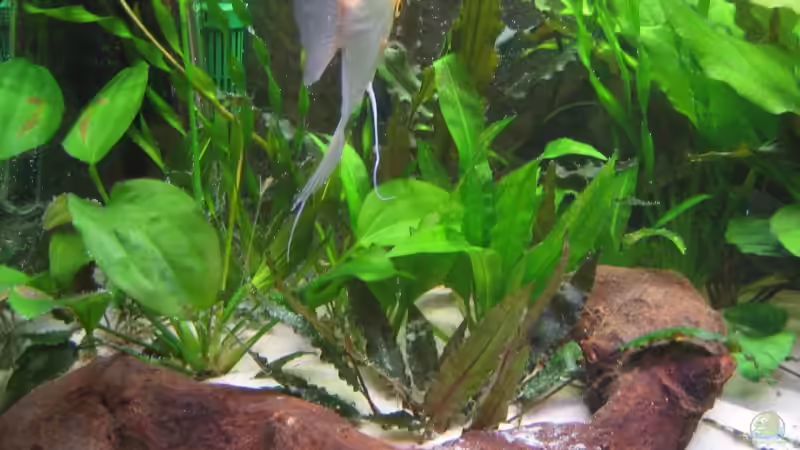 Wurzel (links) von Amazonas-live (15)