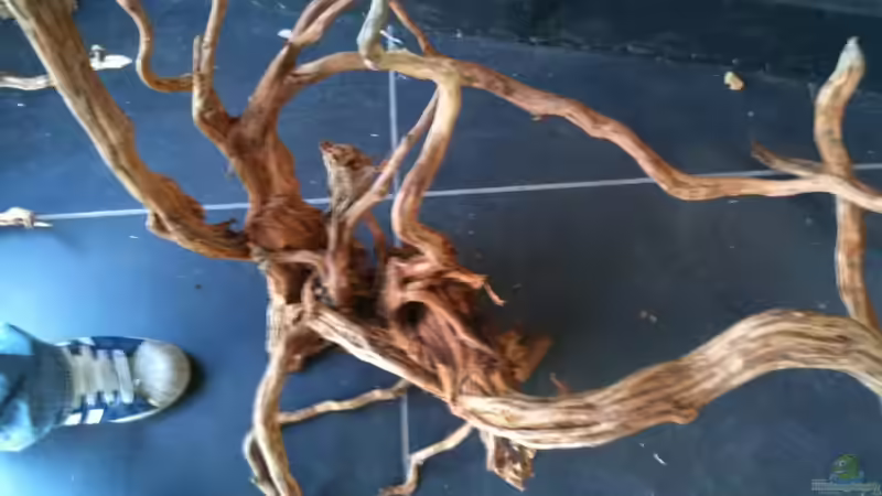 Wurzel Links von johnK (19)