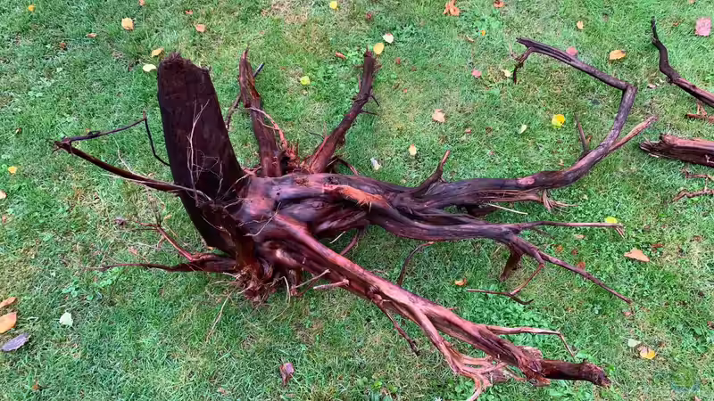 Wurzel links von Jonas B. (20)