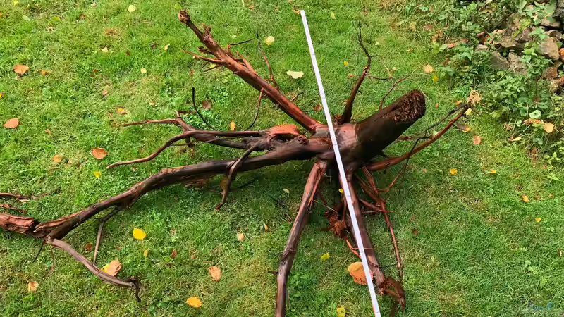 Wurzel links von Jonas B. (21)