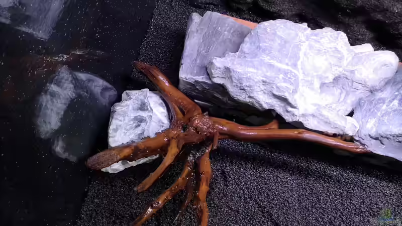 Wurzel links von Mark H. (32)