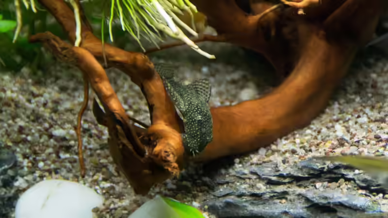 Wurzel mit Antennenwels von Skalar8705 (15)