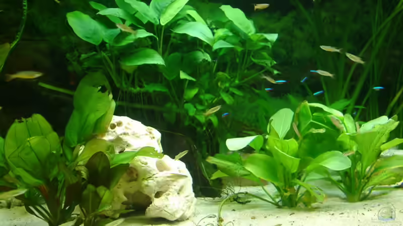 Wurzel mit Anubia bepflanzt von Frank Krüger (11)