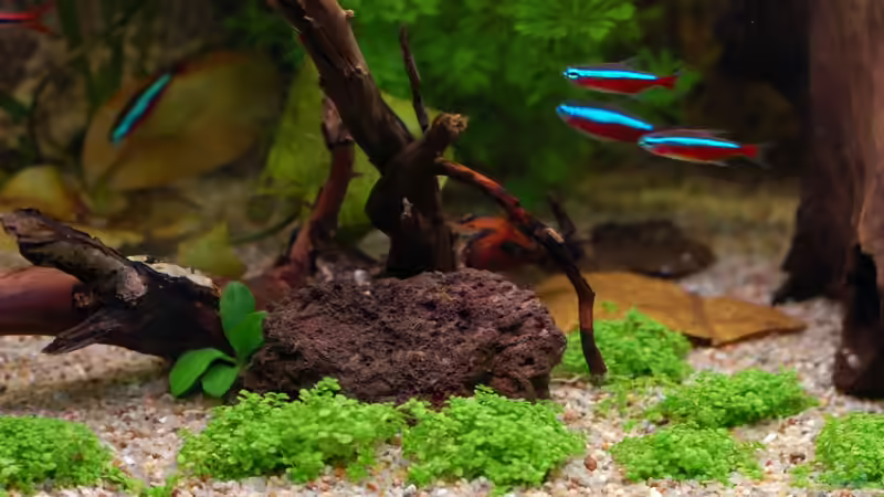 Wurzel mit ANubia nach 8 Tage. Leider hat sich die Anubia zum Teil aufgelöst und von Voyagerz (18)