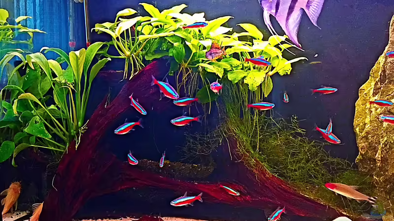 Wurzel mit Anubia und Moos von Sale87 (6)