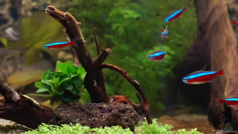 Wurzel mit Anubia von Voyagerz (15)