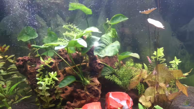 Wurzel mit Anubia von Wall-E (21)