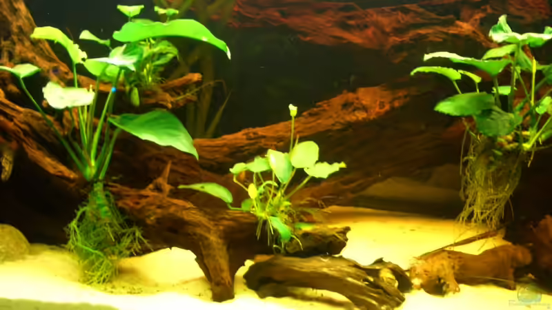 Wurzel mit Anubias  von Knorpelfisch (24)