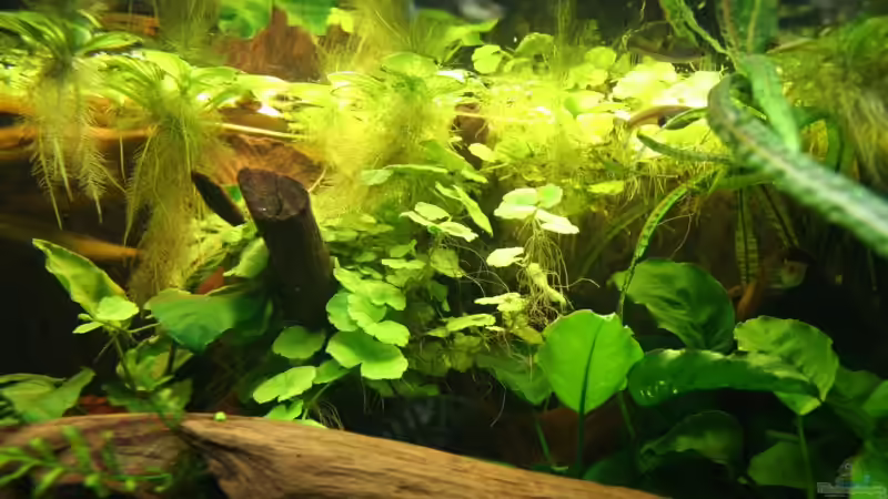 Wurzel mit Anubias, Wassernabel und Muschelblumen auf der Oberfläche von Minzi (10)