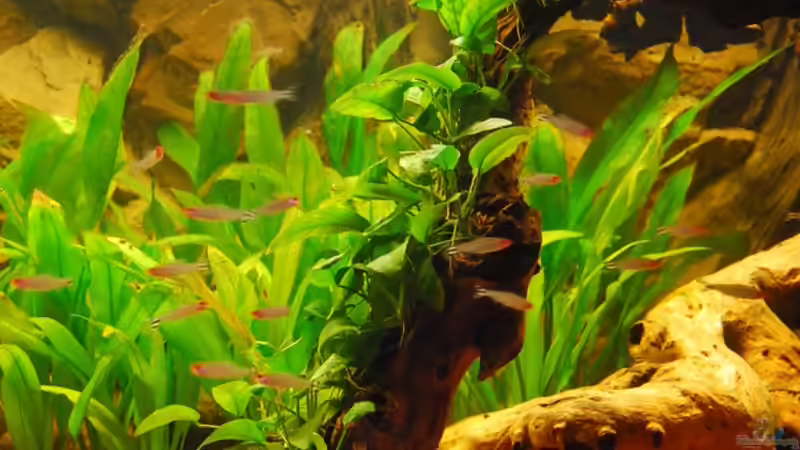 Wurzel mit Anubias barteri nana  von matthiasm (23)