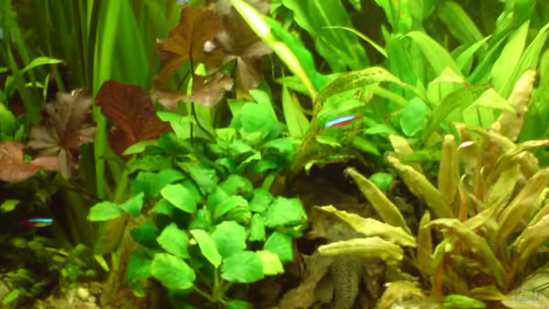 Wurzel mit Anubias Nana bewachsen von Vito (14)