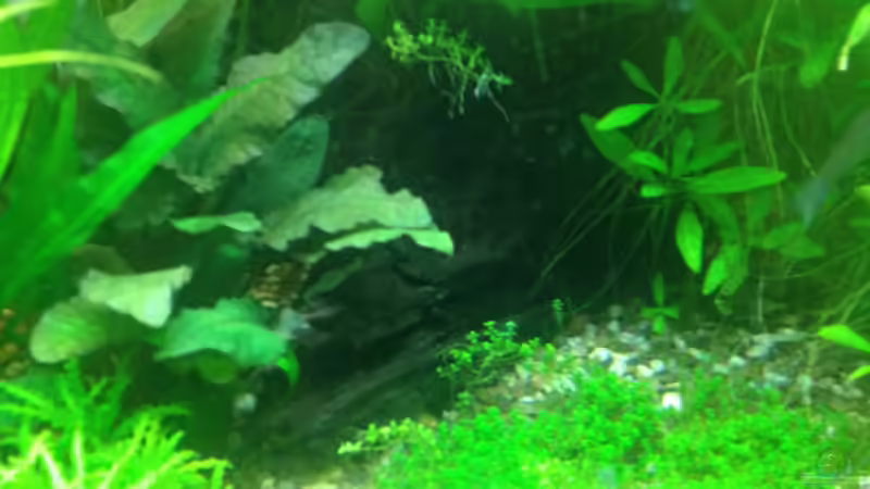 Wurzel mit aufewachsenem Javafarn von Pflanzenbecken (13)