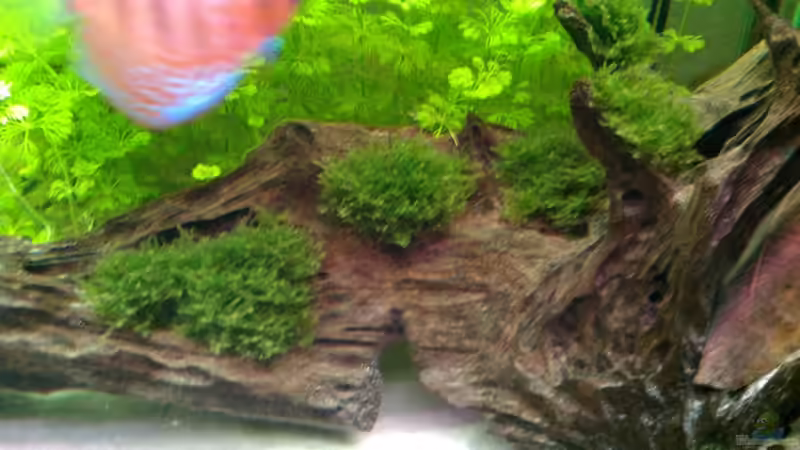 Wurzel mit aufgebundenem Javamoos  von diskuseum (11)