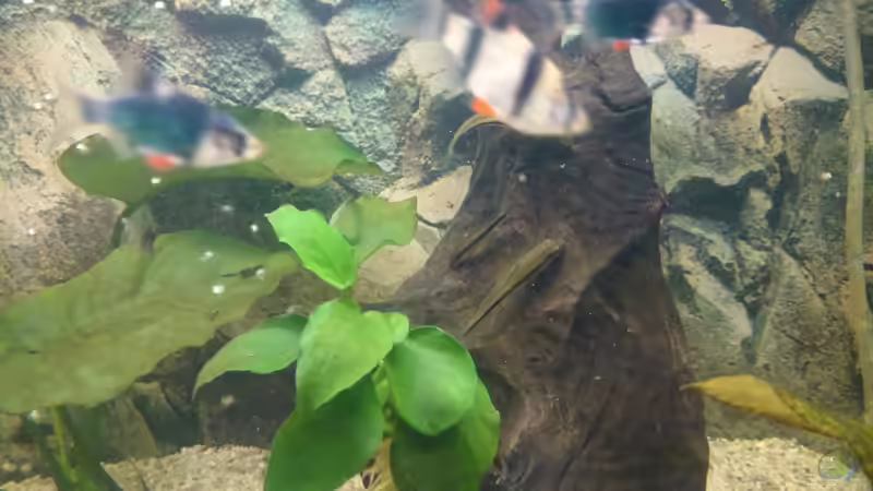 Wurzel mit aufgebundener Anubia von Frank S (12)