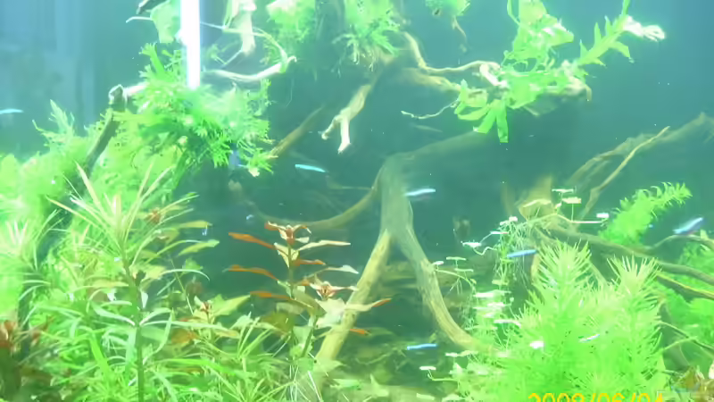 wurzel mit diversen aufsitzern wie teichlebermoos javafarn kongofarn anubias und von Herbert Baier (21)