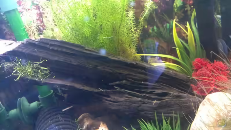 Wurzel mit ein bisschen Javamoos vorne  von Jan H. (10)