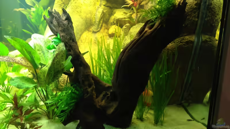 Wurzel mit Farn und Anubia von Tooooni (16)