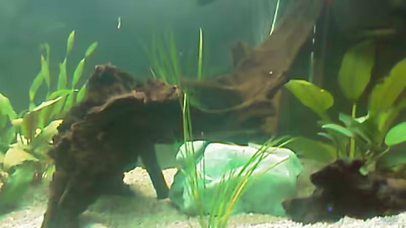 Wurzel mit grünem Quarz 1. Tag nach Einrichtung von Carmen Bernhardt (8)