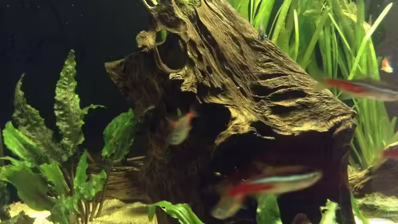 Wurzel mit Höhlen und Löchern von Simon W (6)