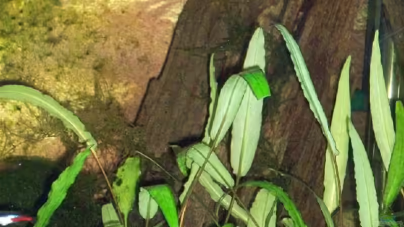 Wurzel mit Javamoos von Alexander Pohl (8)