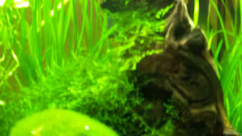 Wurzel mit Javamoos von Chris 81 (4)