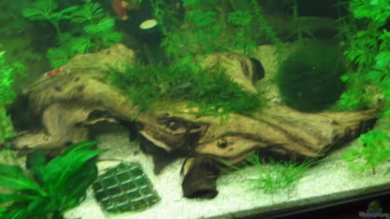 Wurzel mit Javamoos von Melanie Dreier (15)