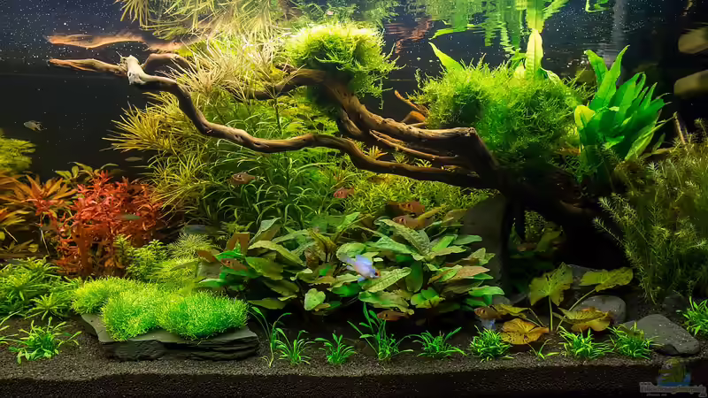 Wurzel mit Javamos und Javamoos bepflanzt von Finch (8)