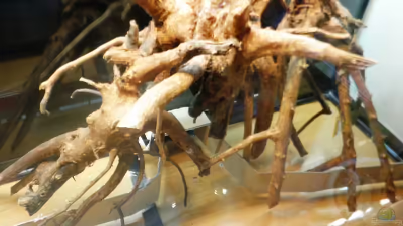 Wurzel mit Karton Terrassen, Planungsphase von Mario_83 (4)