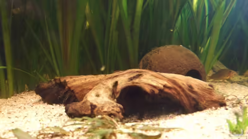 Wurzel mit kleiner Höhle/Kokosnuss von Udo Müller (14)