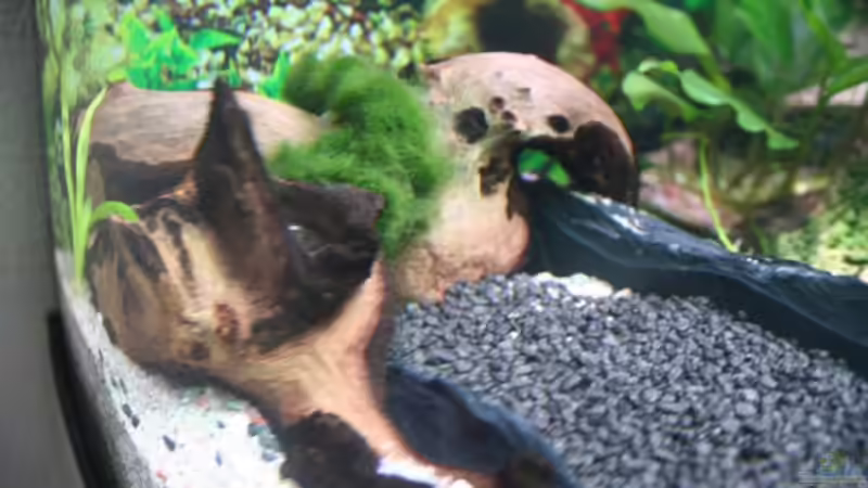 Wurzel mit Moos bewachsen von Alexander Engel (18)