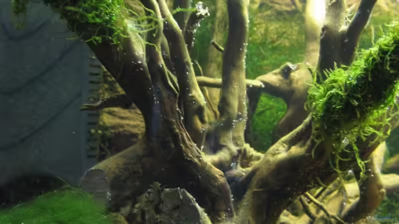 Wurzel mit Moos umwickelt von gestresster (Sven) (9)